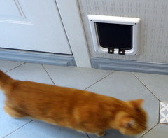 Как сделать дверцу для кошки в двери своими руками ?