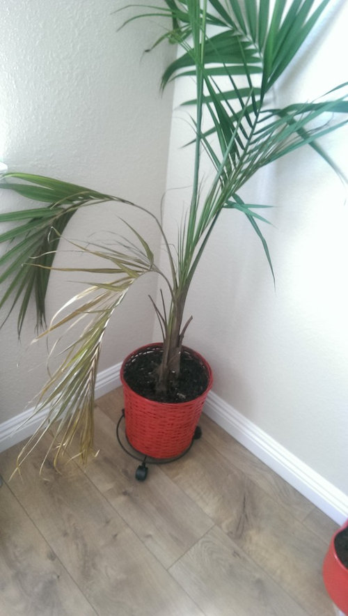 Need help on my indoor palm