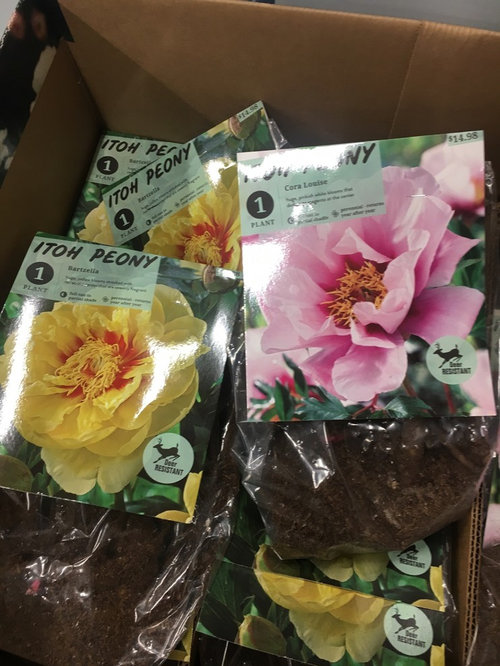 Peonies At Home Depot