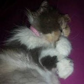 Sharyn Flack's photo