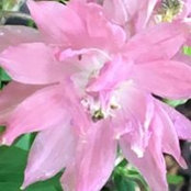 Susan Wittekind's photo