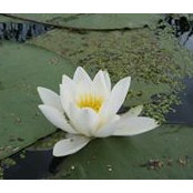Anca Vicol's photo