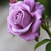 Val Johnstone's photo