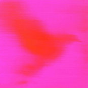 averunuss foto