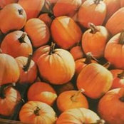 Sue Wirsing's photo
