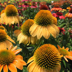 Current Featured Plants - Products