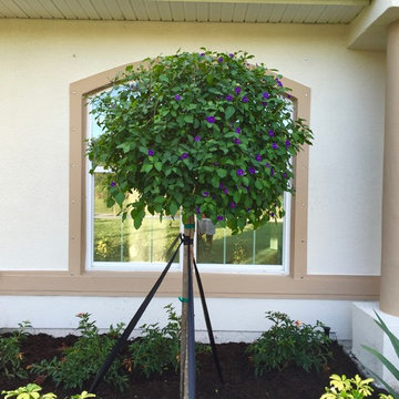 Tropical Accent Plants