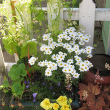 Flower & garden ideas