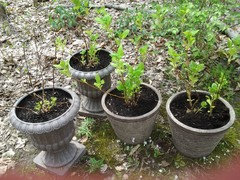 Growing Hydrangeas In Pots