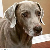 Julie Kerr's photo