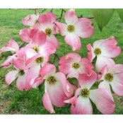 Roxane Vincill's photo
