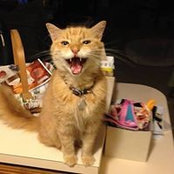 Melissa Boesch's photo