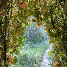 autumn vines