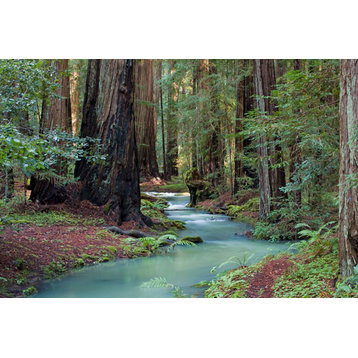 Fine Art Photograph, Redwood Forest II, Fine Art Paper Giclee