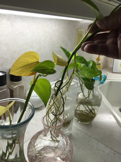 Philodendron roots - can I cut? | Houzz Forum
