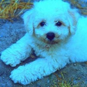 Whitefluffydogs Smith's photo