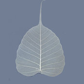tropicofcancer (6b SW-PA)'s photo