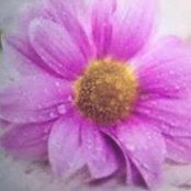 Stacy Hill's photo