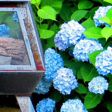 Hydrangea