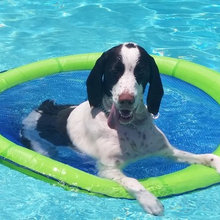 35 chiens dévoilent les photos de leurs vacances d'été