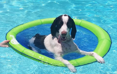 35 chiens dévoilent les photos de leurs vacances d'été