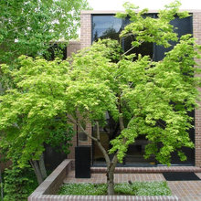 Trees