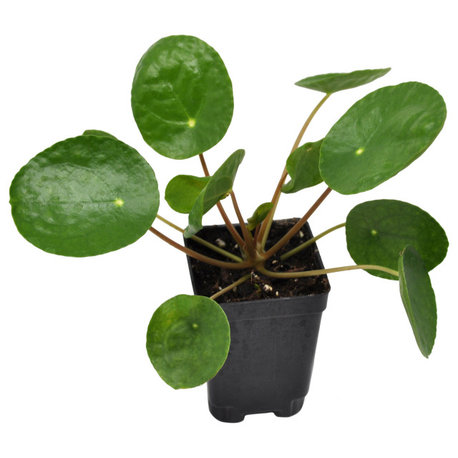 Pilea peperomioides - Chinese Money Plant