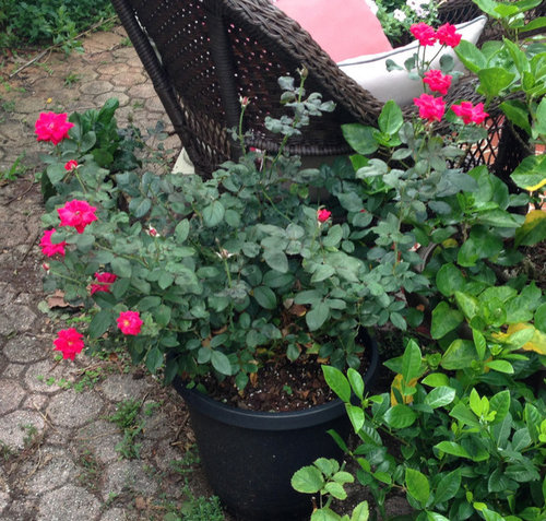 Roses You Love To Hate (And Hate To Love)