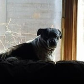 Donna Lecavalier's photo