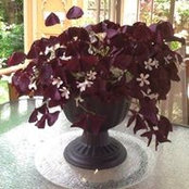 Gail Dunphy's photo