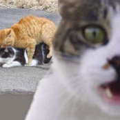 Kevin Mellow's photo