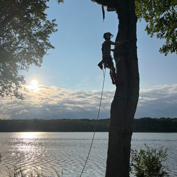 All Trees Considered, LLC