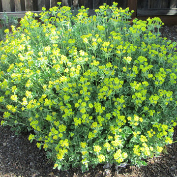 Baker Family's California Native Garden