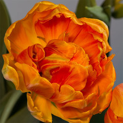 Tulip Study #5 - Fine Art Prints