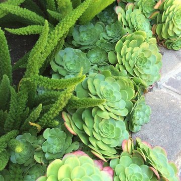 Montecito Drought Garden
