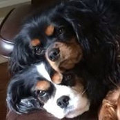 Sharon Oberholtzer's photo