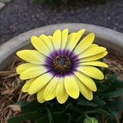 Judy Traylor's photo