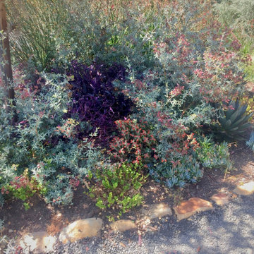 Mostly Australian in Mission Canyon