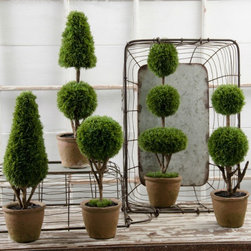 Citrus Fresh - Plants