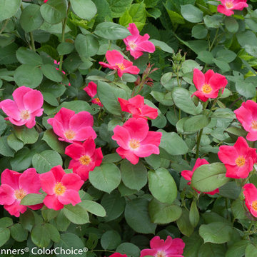 Home Run® Pink Landscape Rose