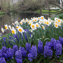 Bulbs