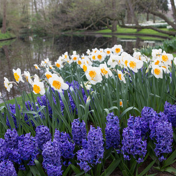 Keukenhof: World's Largest Bulb Garden