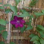 Tamara Muallem's photo