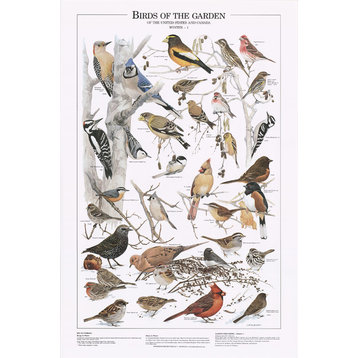 Bird Poster Wildbird Poster Identification Chart Garden Birds