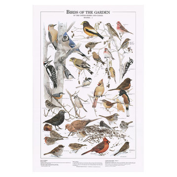 Bird Poster Wildbird Poster Identification Chart Garden Birds