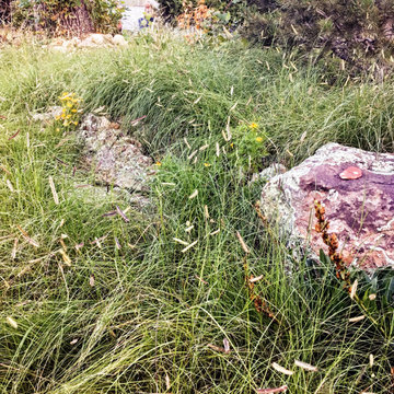 Blue Grama Meadow, Year 2