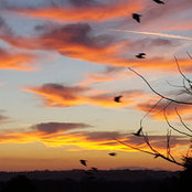 Anne De Bretagne's photo