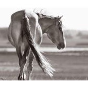 Pam Chesoniss foto