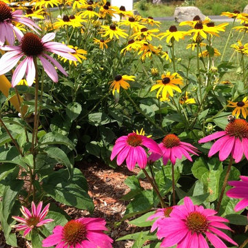 Rudbekia and Echinacea