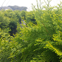 Current Featured Plants - Products